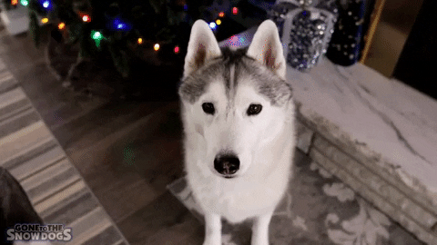 Lets Go Ok GIF by Gone to the Snow Dogs