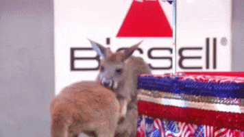 kangaroo GIF by Puppy Bowl
