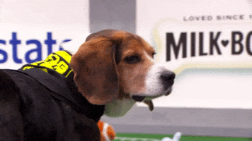dog GIF by Puppy Bowl