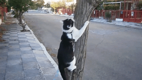 cat tree GIF