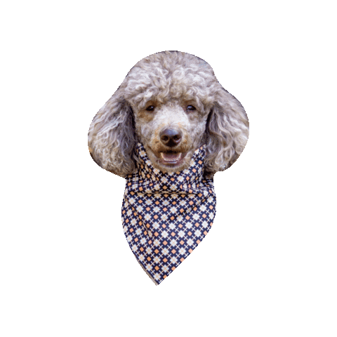 Poodle Dog Smile Sticker by Geekster Pets