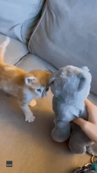 Foster Kitten Learns to Play and Socialize With Stuffed Toy