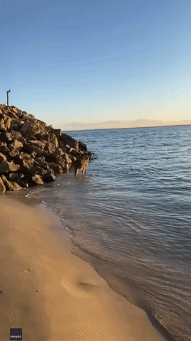 Kangaroo Splashes Around in Sea at Brisbane Beach