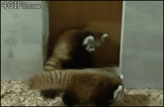 red pandas wrestling GIF