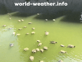 Water Turkey GIF by world-weather.ru