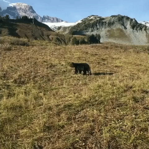 Teenage Boy 'Freezes' as Bear Sniffs Him at Mount Rainier