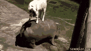 GIF by Random Goat