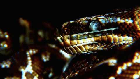 Title Sequence Snake GIF