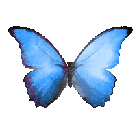 Butterfly Sofia Sticker by Gaída Beauty