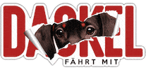 Siviwonder dog auto dachshund hund GIF