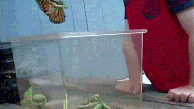 butterfly breed GIF