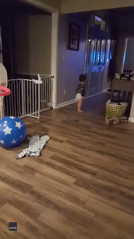 Dog With Zoomies Wreaks Havoc While Toddler Laughs His Heart Out
