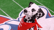Animal Planet GIF by Puppy Bowl