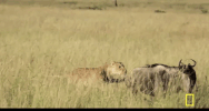 GIF by National Geographic Channel