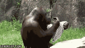 home video monkey GIF by Cheezburger