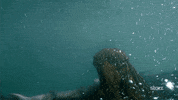 season 3 swimming GIF by Black Sails