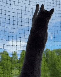 Kitten Chaos GIF