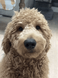 Dog Thinking GIF by Unlimited Books PH