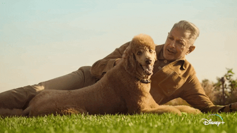 Jeff Goldblum Dogs GIF by National Geographic Channel