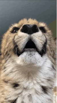 Friends Love GIF by Cincinnati Zoo
