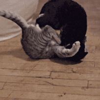 cat playing GIF by Cheezburger