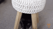 Big Eyes Cat GIF by The Goat Agency