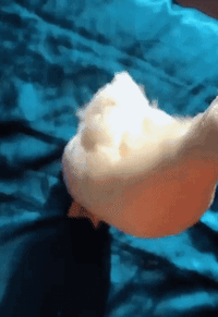 aww duck GIF