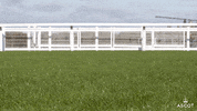 Sausage Dog Running GIF by Ascot Racecourse