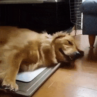 cuteanimalland giphyupload GIF