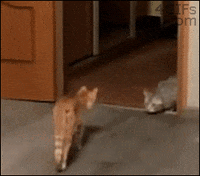 funny cat GIF