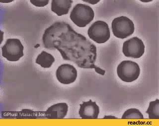 cell animation GIF