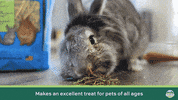 GIF by Oxbow Animal Health