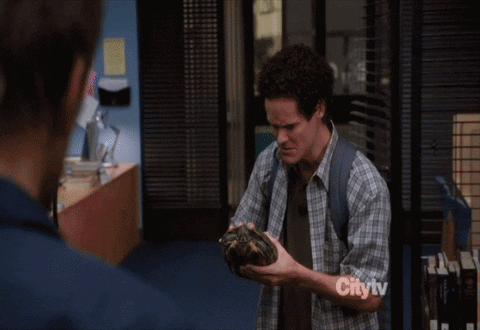 turtle GIF