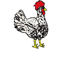 Chickens Exchequer Sticker