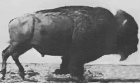 bison GIF