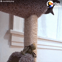 cat frog GIF by The Dodo