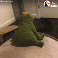 cat frog GIF by The Dodo
