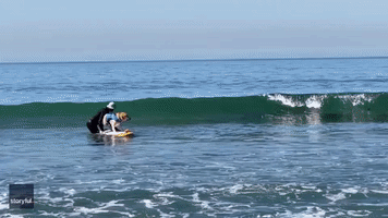 Surf's Up, Dog! 'Ruff' Competition at World Dog Surfing Championship