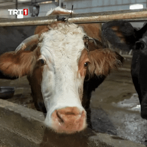 Work What GIF by TRT