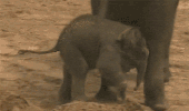 baby kick GIF