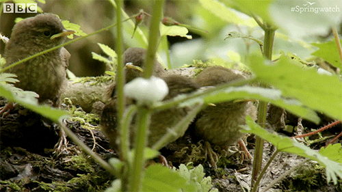 baby sing GIF by BBC Earth