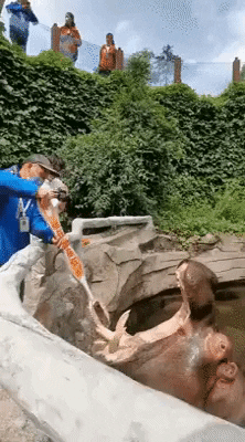 cuteanimalland giphyupload GIF