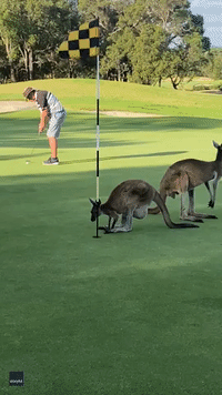 Golfer Not Putt Off as Roos Join Him on Green