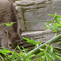 Baby Bamboo GIF by San Diego Zoo Wildlife Alliance