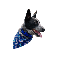 Cattle Dog Tongue Out Sticker by Geekster Pets