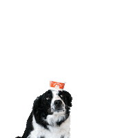 Ice Cream Dog Sticker by swellgelato
