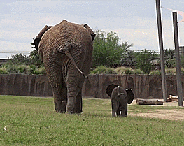 baby elephant GIF