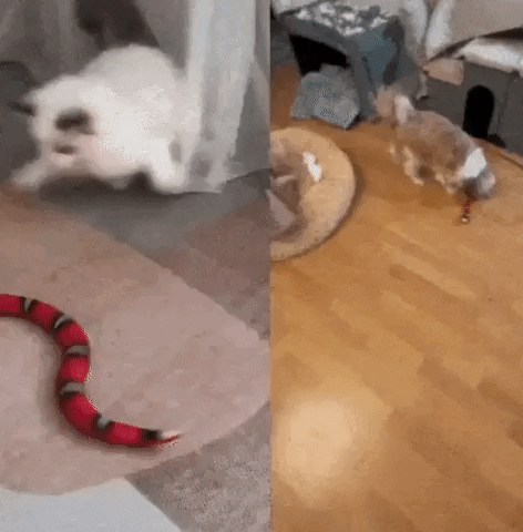 mamiparadise giphyupload GIF