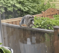 Raccoon GIF by the innernette