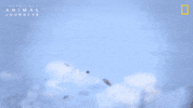 National Geographic GIF by Nat Geo Wild